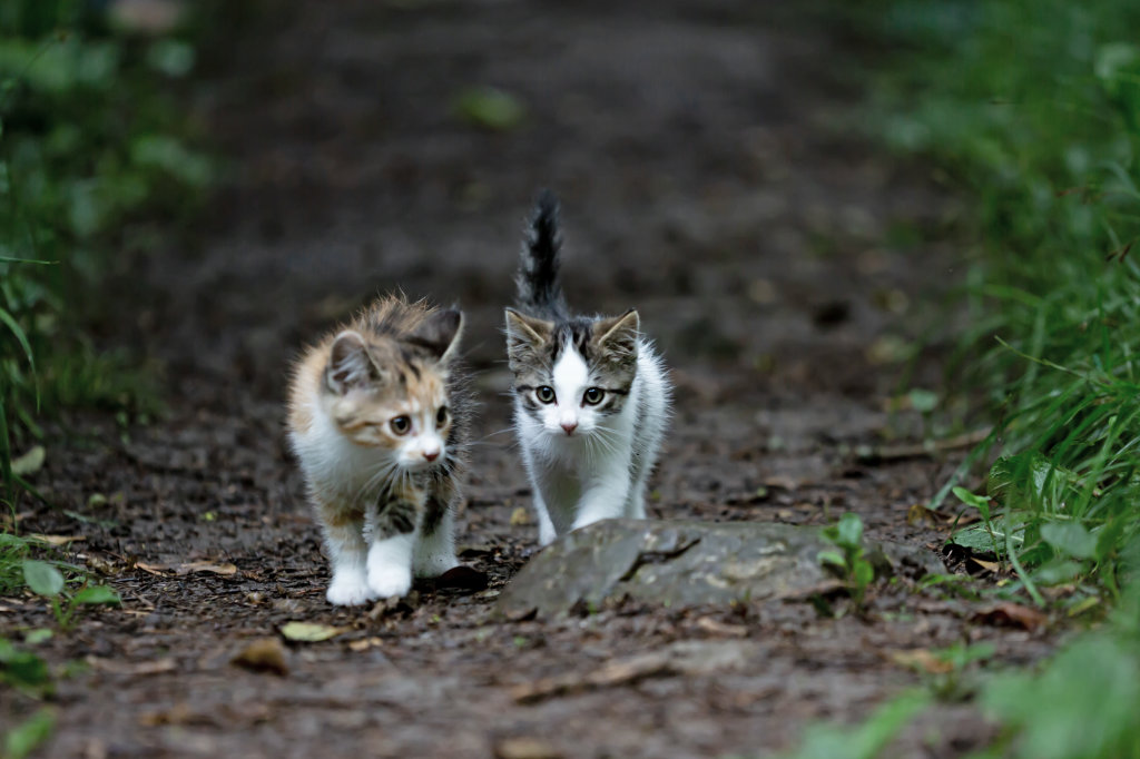 Kattungar som går på en stig